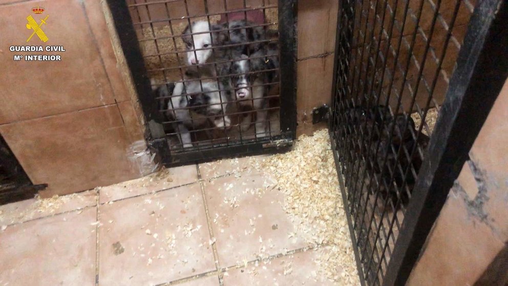  Archivo - La Guardia Civil ha detenido a dos personas y está investigando a una tercera por la venta ilegal de cachorros por toda España en el marco de la operación 'Pupicas'. - GUARDIA CIVIL - Archivo | EP 