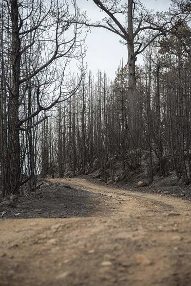  Archivo - Vegetación afectada por el incendio forestal en el norte de Tenerife, a 24 de julio de 2022, en Tenerife, Santa Cruz de Tenerife, Canarias, (España) - Europa Press  