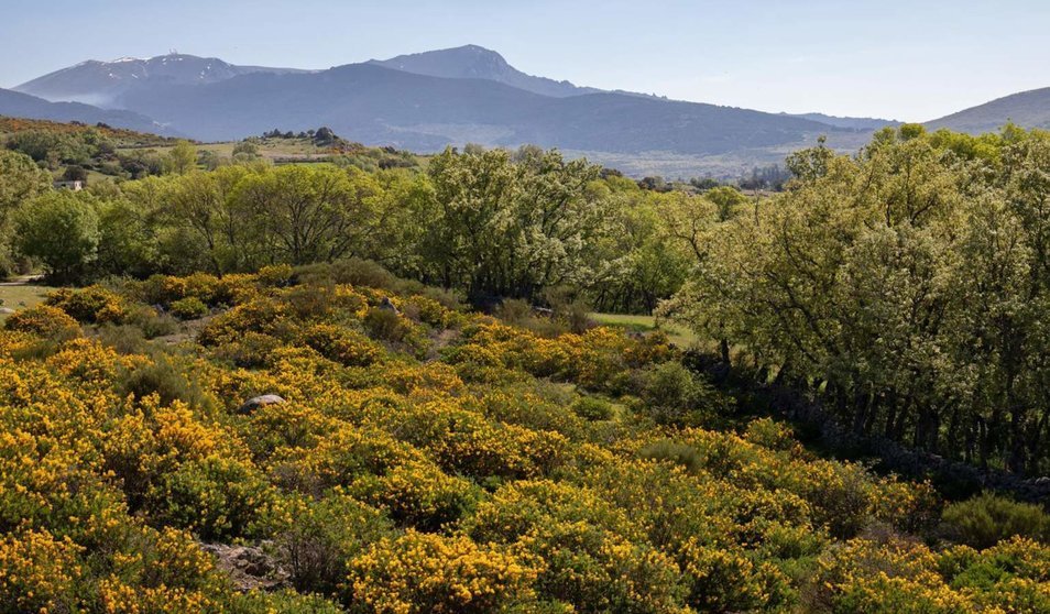  Archivo - Imagen de Los Molinos, Madrid (España). - Rafael Bastante - Europa Press - Archivo 