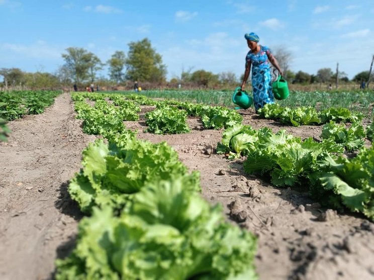  Señora trabajando en tierras de Madre Coraje en Mozambique 