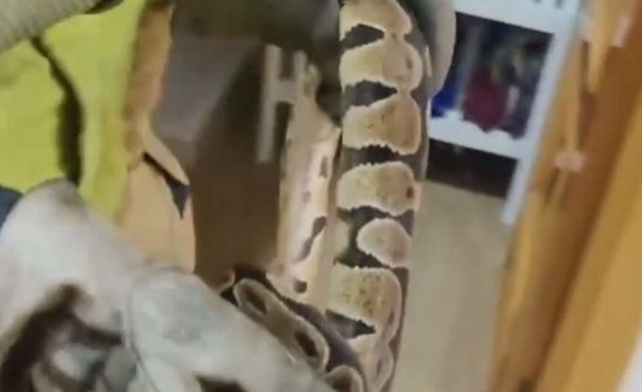  Retirada una serpiente de gran tamaño del dormitorio de una vivienda en Sevilla - EMERGENCIAS SEVILLA 