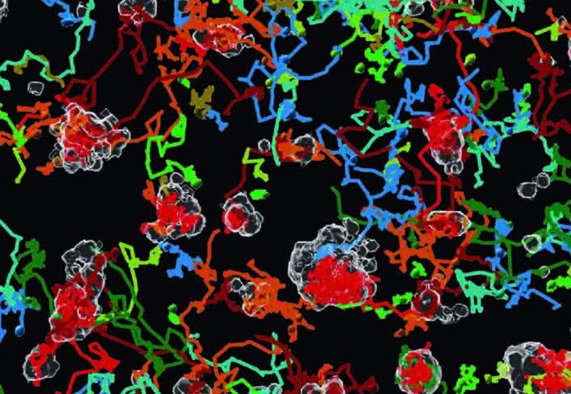  El protocolo BEHAV3D monitoriza las células durante un tratamiento de inmunoterapia. - MARÍA ALIEVA- IIBM-CSIC-UAM 