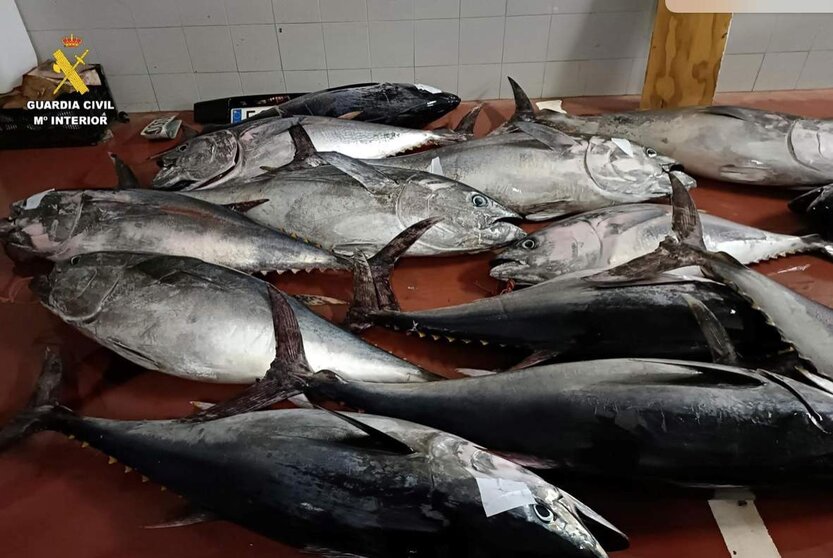  Piezas de atún rojo aprehendidos por la Guardia Civil en una nave de Tarifa, en Cádiz. - GUARDIA CIVIL | EP 