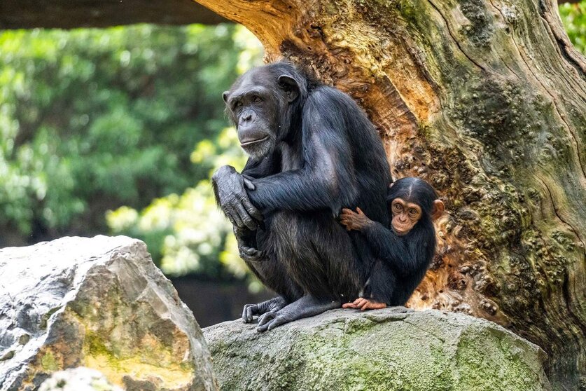  NP - Chimpancés - madre y cría en la selva ecuatorial de BIOPARC Valencia 