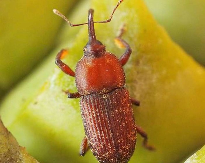  La termogénesis está presente en plantas como la ‘Macrozamia communis’, que elevan la temperatura de sus órganos reproductores cuando están en floración para atraer insectos polinizadores. - R. OBERPRIELER/ YUN HSIAO 