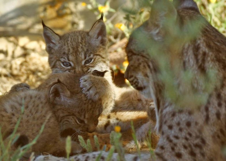  Archivo - Una familia de linces. - MITECO - Archivo 