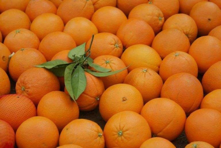  Naranjas de Palma del Río 