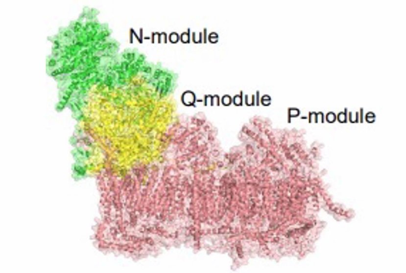  Esquema representando el complejo I mitocondrial con sus diferentes módulos. En verde en el módulo N, el amarillo el módulo Q y en rojo el módulo P. - CNIC 