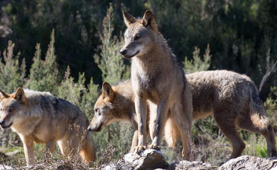  Archivo - Lobos ibéricos - Carlos Castro - Europa Press - Archivo 