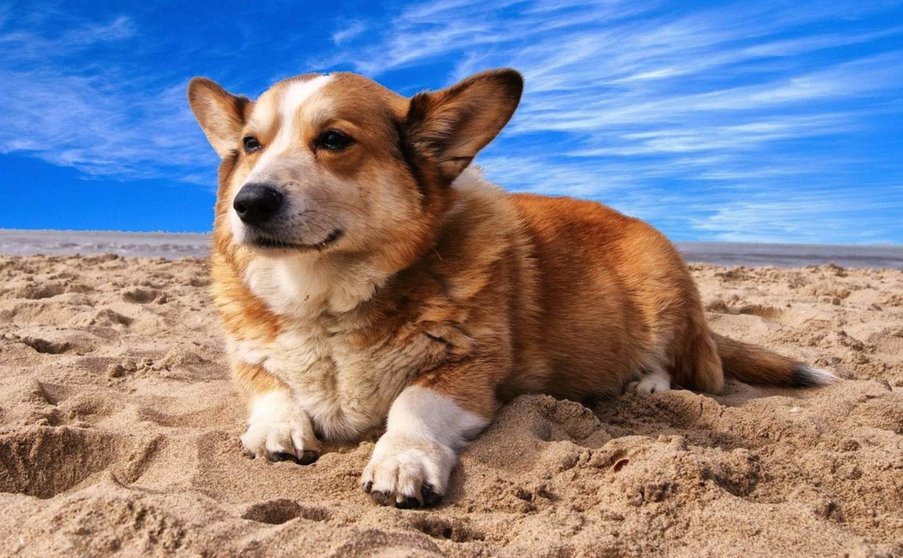  Perro en la playa. PACMA 