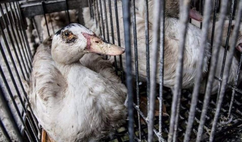  Igualdad Animal entregará más de 100.000 firmas el martes en el Congreso contra la alimentación forzada de patos. - IGUALDAD ANIMAL 