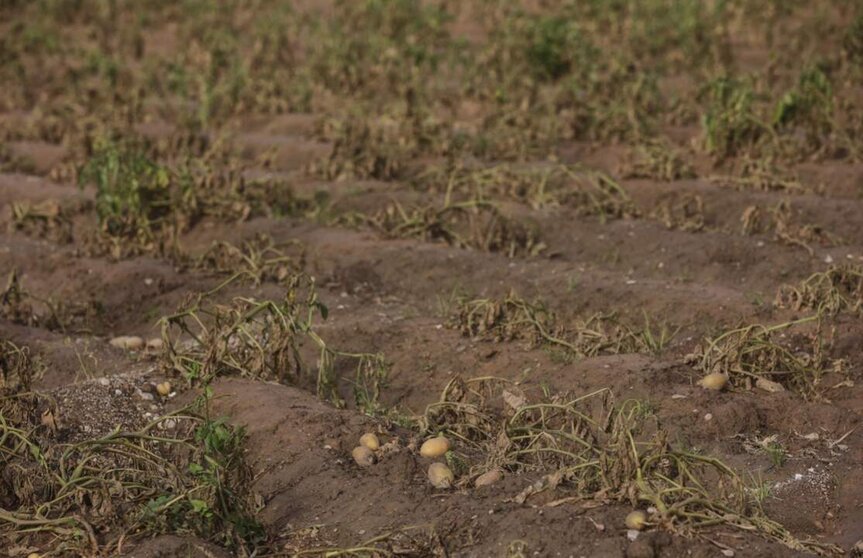  Estragos ocasionados por la DANA en un campo de cultivo. - Rober Solsona - Europa Press 