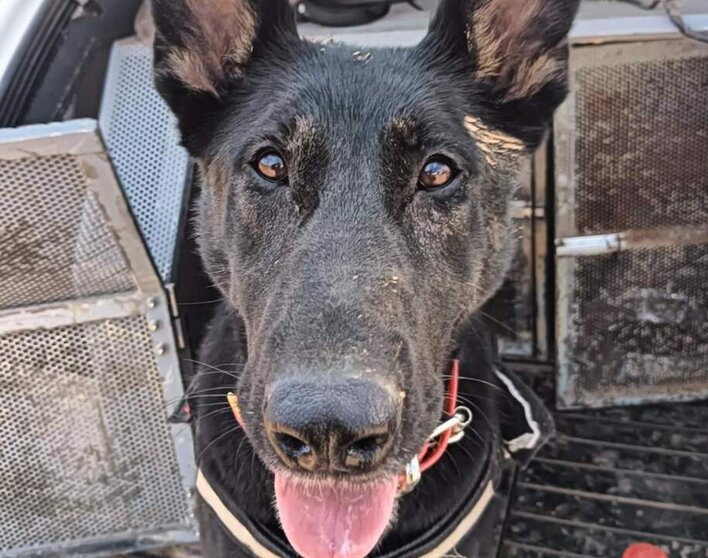  Darwin, uno de los perros utilizado por la Policía Nacional para la búsqueda de cuerpos - POLICÍA NACIONAL 