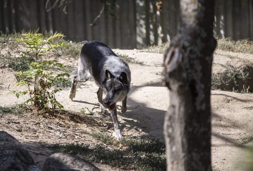  Archivo - Un lobo en el Zoo Aquarium de Madrid, a 12 de agosto de 2021, en Madrid, (España). - Alejandro Martínez Vélez - Europa Press - Archivo 