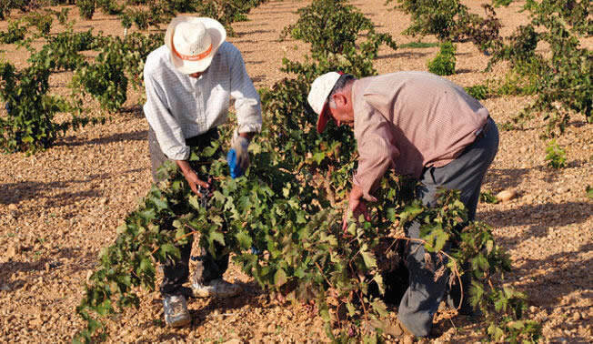  Agricultores españoles. ARCHIVO 