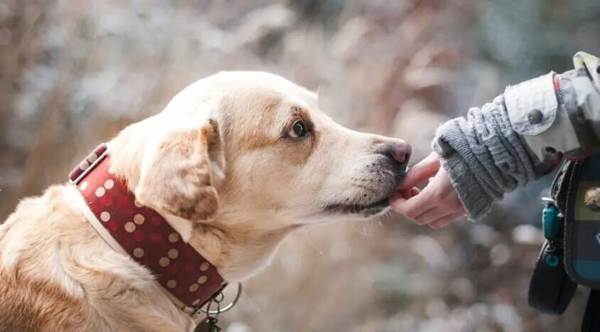  Perro recibiendo una caricia 