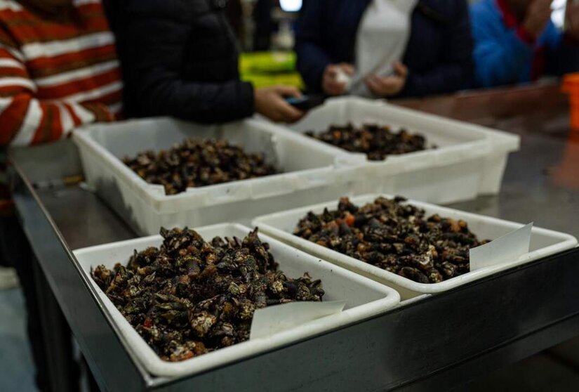  Archivo - Varios lotes de percebes, durante la subasta del percebe en la lonja de O Grove, en O Grove, Pontevedra, Galicia (España) - Elena Fernández - Europa Press - Archivo 