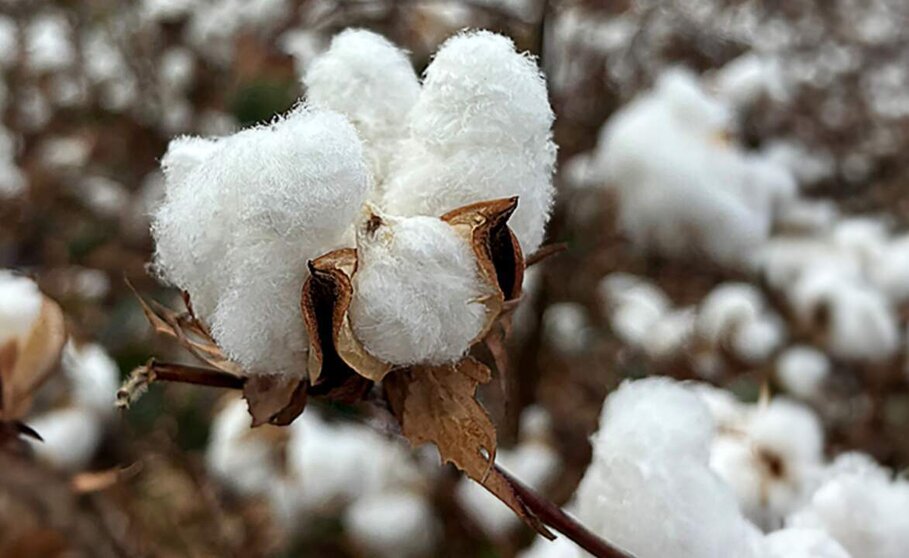  el éxito de la campaña EUCOTTON devuelve el protagonismo al sector algodonero europeo 