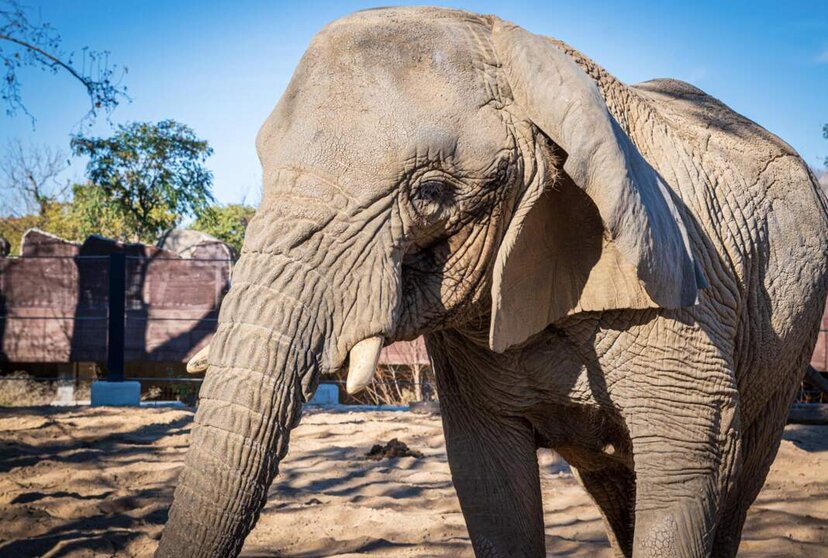  Archivo - Muere en Barcelona la elefanta africana Yoyo, la más longeva del mundo - AYUNTAMIENTO DE BARCELONA - Archivo | EP 