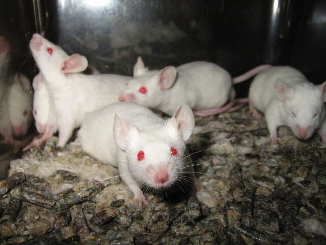  Ratones de laboratorio 