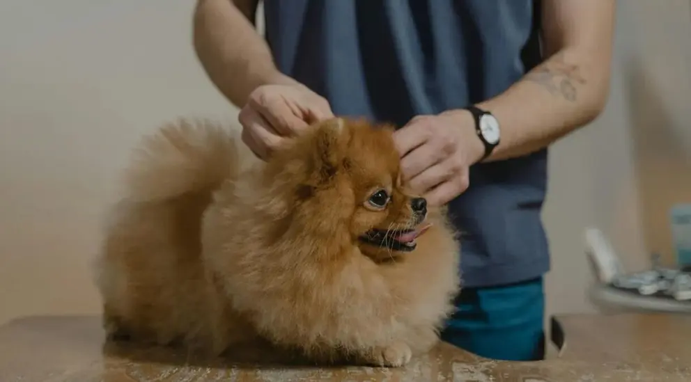  Perro en un veterinario 